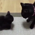 これは可愛い!威嚇からの猫パンチ!だけど…その威力に笑うw