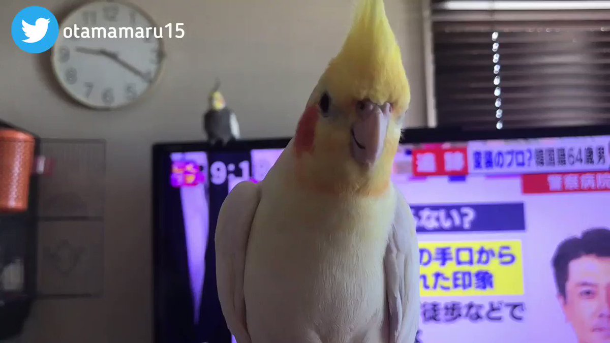 蔵 ことりカフェ心斎橋 付箋 オカメ セキセイ ブルー クリックポスト対応 メモ ふせん メモ帳 Materialworldblog Com