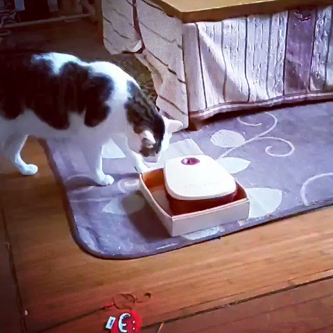 Cat Opens Automatic Feeder