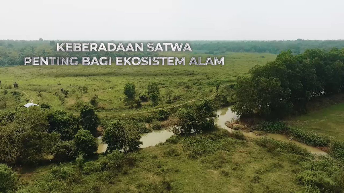 Gajah merupakan mamalia terbesar di bumi & dilindungi. Satwa ini cerdas & cinta damai, namun sayangnya gajah terancam punah. Akankah keberadaan gajah hanya menjadi dongeng bagi generasi kita? Memperingati #HariGajahSedunia, mari lestarikan & sayangi gajah. #WorldElephantDay
