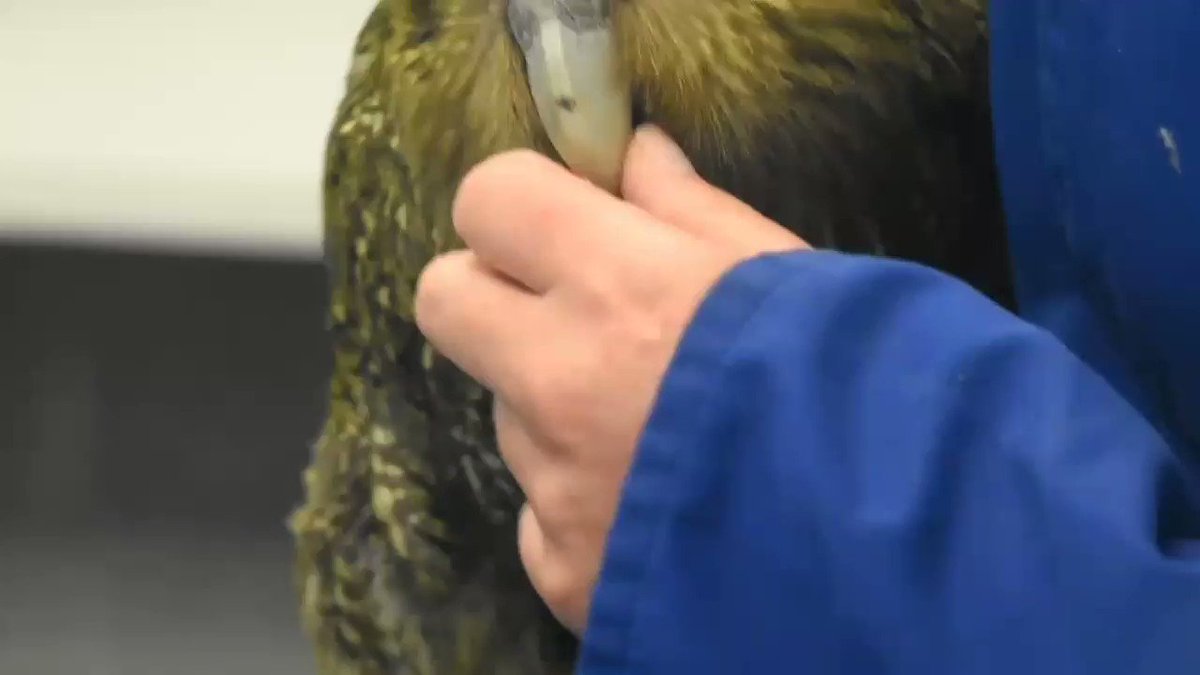 飛べない鳥カカポがまるで猫みたいだと話題に