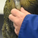 飛べない鳥カカポがまるで猫みたいだと話題に