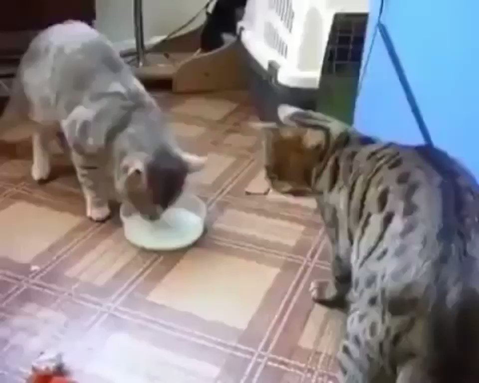 ミルクの奪い合いかと思いきや？まさかの譲り合いwww