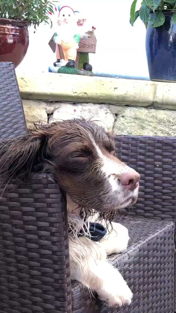 It’s tough being a Springer in the sun #springerspaniel #sunnyday