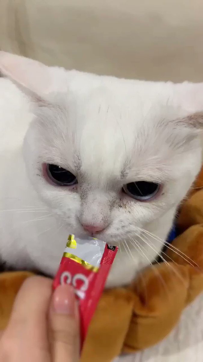 アシュベル アシュベル