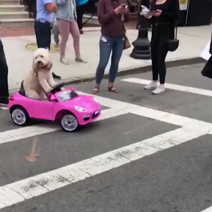 431 犬の運転