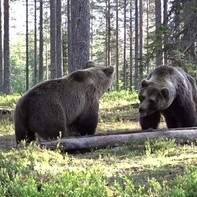 Kazu On Twitter ヒグマ駆除の話 また批判がきてるみたいねぇ とりあえずかわいい熊さんの動画置いときますわ ヒグマ駆除 Https T Co Wleccevanl Twitter