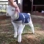 【めっちゃよろこんでる】羊の赤ちゃんの動きが子犬そっくり