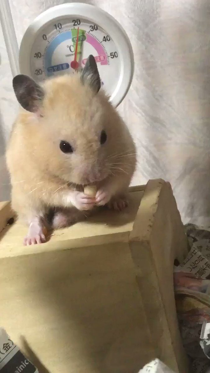 嫌いな食べ物をくわえた時のハムスターの反応を見よ ただの硬直 話題の画像プラス