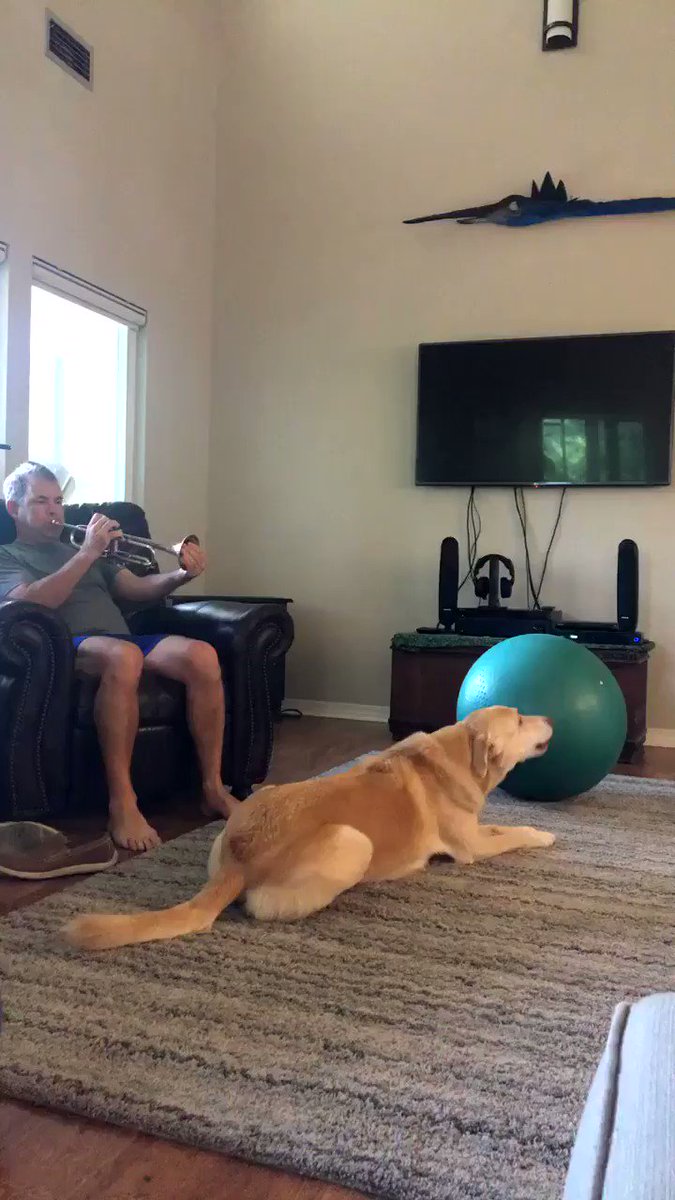 RT @_hale_ya: @dog_rates my talented musical prodigy pup Cooper! https://t.co/wIAWVz2Vzg