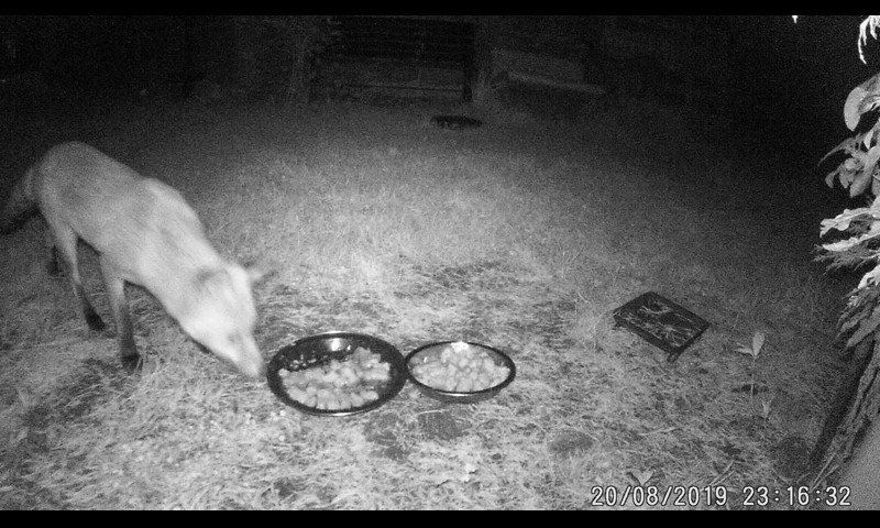 Blotch at the food now, then one of the Cubs appears from the right. https://t.co/1WUw5v1hCW