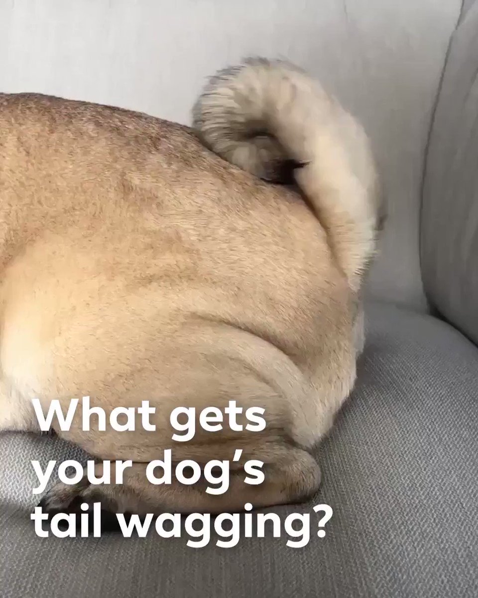 It's #internationaldogday and we're celebrating by hosting an epic wag-a-thon in our Stories today. 🐶🐾 Check it out at http://facebook.com/facebook