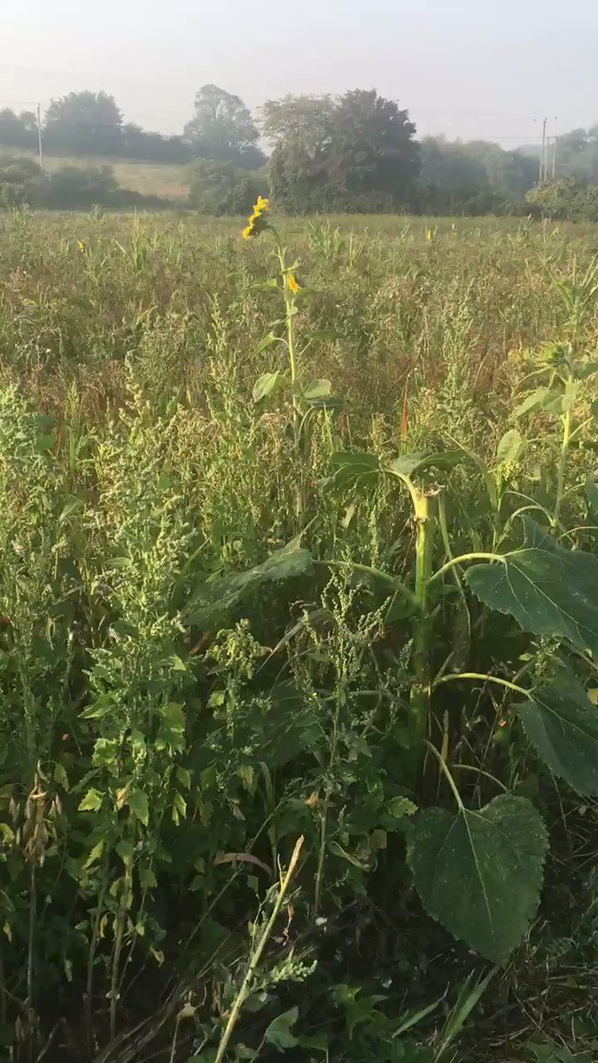 Lovely that public goods grown for public good (conservation) have been nicked by the public is this Wildlife crime !!!! @NFFNUK @NaturalEngland @CRTBarton @TrooperSnooks @lesleydolphin @The_Barker_Boys @NFUtweets @CLAtweets @Ruralpay https://t.co/mqQfDi1wDW