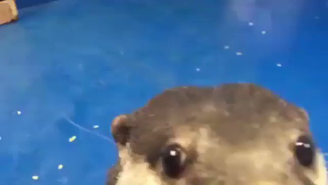 「頭をなでて」とおねだりするカワウソ、可愛すぎる！