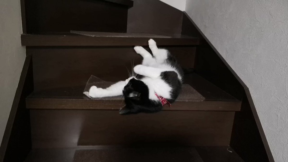 階段をぬるぬるとすべり落ちる猫ちゃんがかわいい とっても可愛いので見て 話題の画像プラス