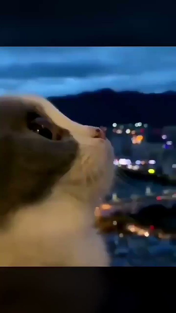 Talking to the Moon - Bruno MarsNobody:Hooligans: