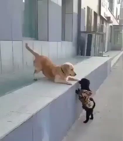ちゅーされたことで照れて走り回る犬がかわいい！！！