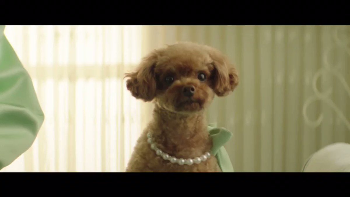 Countdown to Nugget's big 🌟turn at The Mutt Ball. #SmallTalkVideo coming at 9:00 AM PT tomorrow! 🏆http://Katy.to/SmallTalkVid