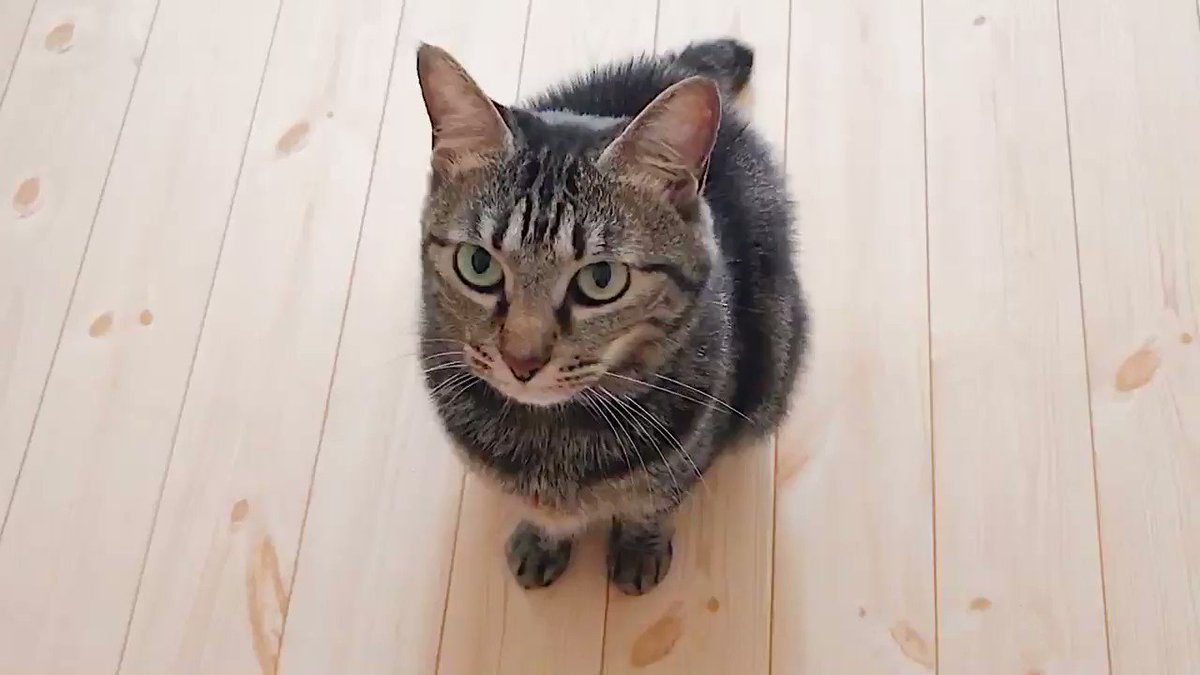 無言でなでなでを要求してくるねこが可愛すぎる！？