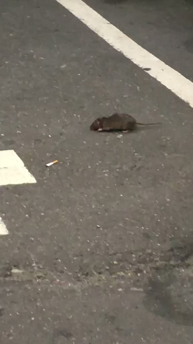 巨大ネズミ、うろつくの巻‼️‼️】 渋谷でも池袋でも、 よく見かける