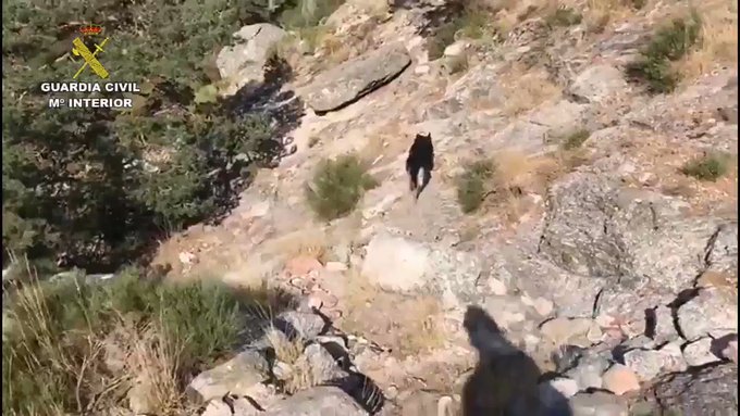 Video insertado