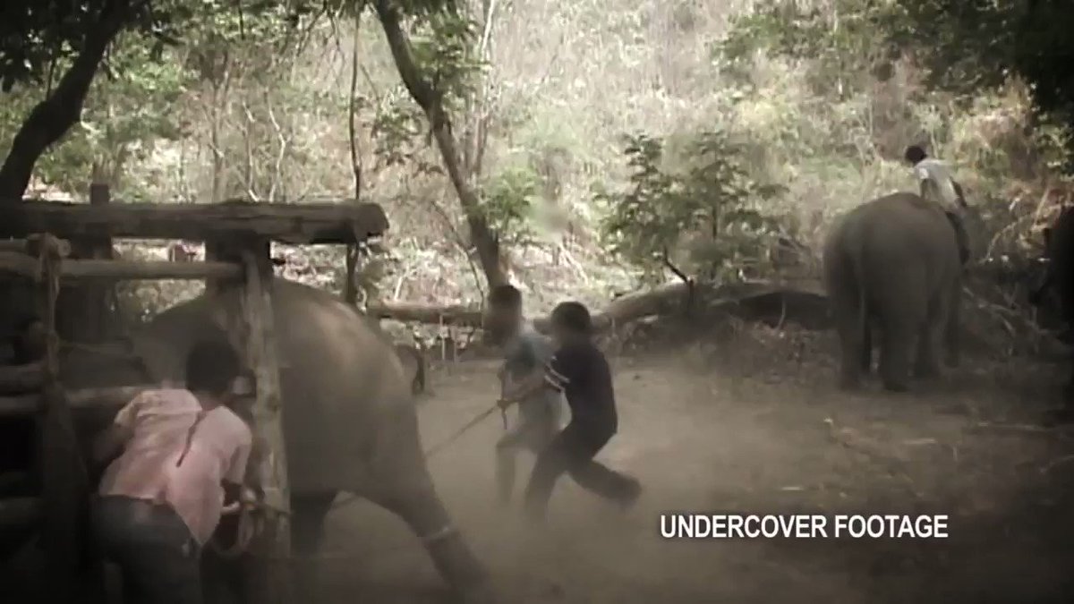 ANIMAL ADVOCATE Ⓥ (@_AnimalAdvocate) on Twitter photo 2019-09-06 07:39:44 The ghosts of a thousand torments haunt every unnatural act a wild #animal performs. Theyre beaten into submission🐘💔 All trained by torture🤬 Paid for by #tourists🤯 @stae_elephants @Protect_Wldlife @BellaLack @RobRobbEdwards @Animal_Watch @PeterEgan6 #NationalWildlifeDay🐬 The ghosts of a thousand torments haunt every unnatural act a wild #animal performs. Theyre beaten into submission🐘💔 All trained by torture🤬 Paid for by #tourists🤯 @stae_elephants @Protect_Wldlife @BellaLack @RobRobbEdwards @Animal_Watch @PeterEgan6 #NationalWildlifeDay🐬