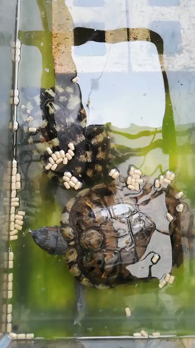 亀です レーさん(カメです) (@nasubiyakiniku) / Posts / X