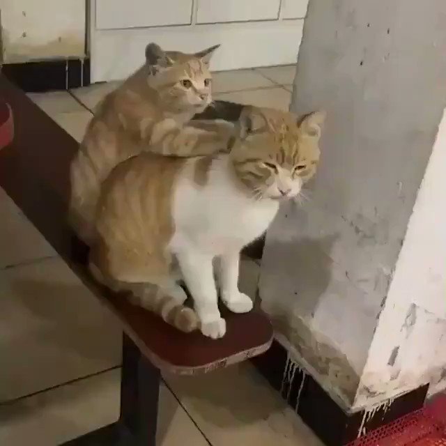 猫のマッサージ屋さん・うっとりしちゃう心地よき・・・!!!!!!