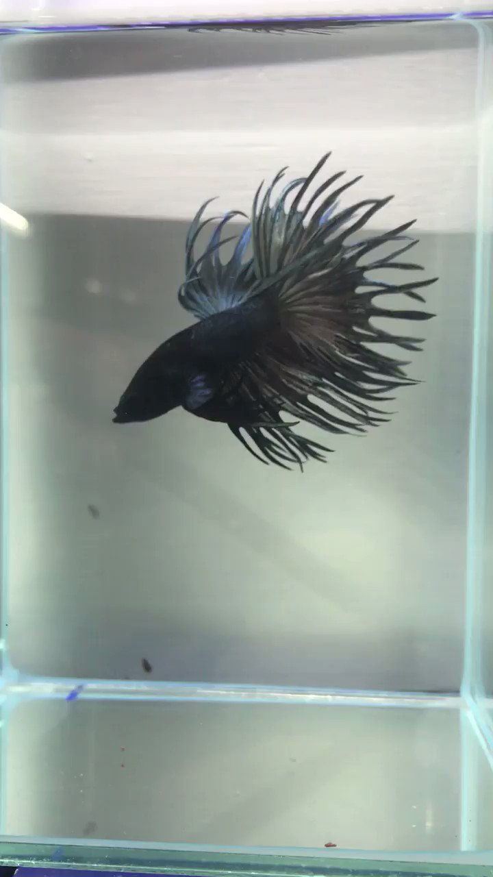 よこはま金魚 本店 キングクラウンテール カッパー ブラックオーキッド キングクラウンメス個体1匹のみ入荷してます Betta ベタ 熱帯魚 横浜 T Co Z9zg76cl Twitter