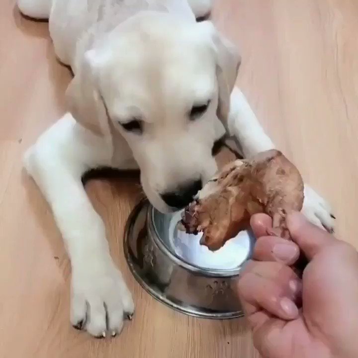 man teasing dog about food