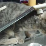 水を上手く飲めない猫ちゃん・でも、可愛いからずっとみてしまう!