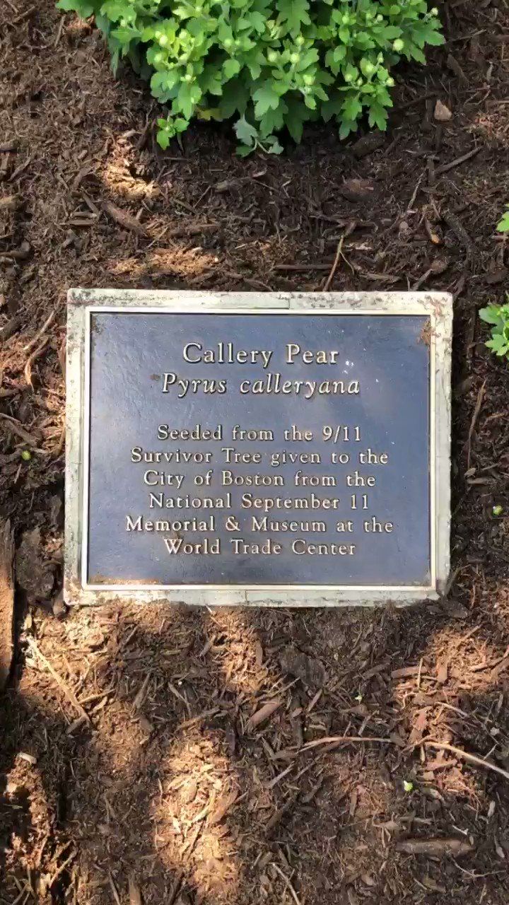 Survivor Tree Leaves National September 11 Memorial & Museum