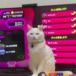 溜息。猫を飼ってるゲーマーあるある。確信犯の顔つきでこちらを見てる。