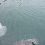 マンボウを正面から見た画像が怖いw 話題の画像プラス マンボウを正面から見た画像が怖いw 話題の画像プラス