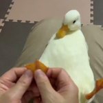 足裏マッサージに気持ち良さそうなアヒル!反対の足をぷらぷらしちゃうのが可愛い!