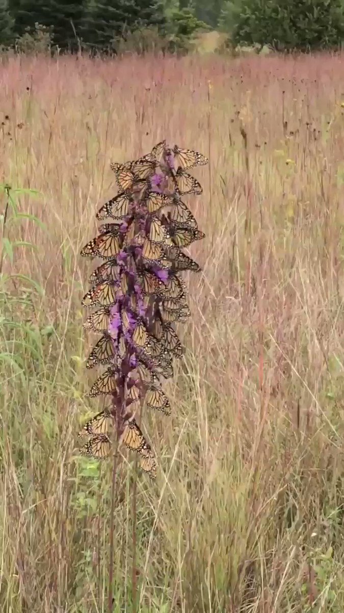 David Domoney (@daviddomoney) on Twitter photo 15/09/2019 16:10:23 This is incredible! A literal kaleidoscope of butterflies π This is incredible! A literal kaleidoscope of butterflies π
