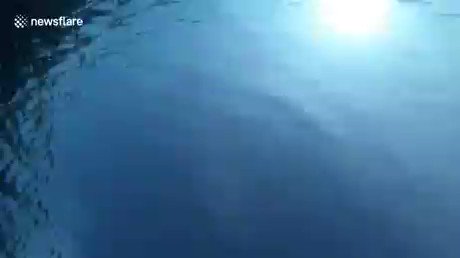 ただ浮かんでいただけなのにこの仕打ち…www バブルリングに巻き込まれたクラゲさんの末路www