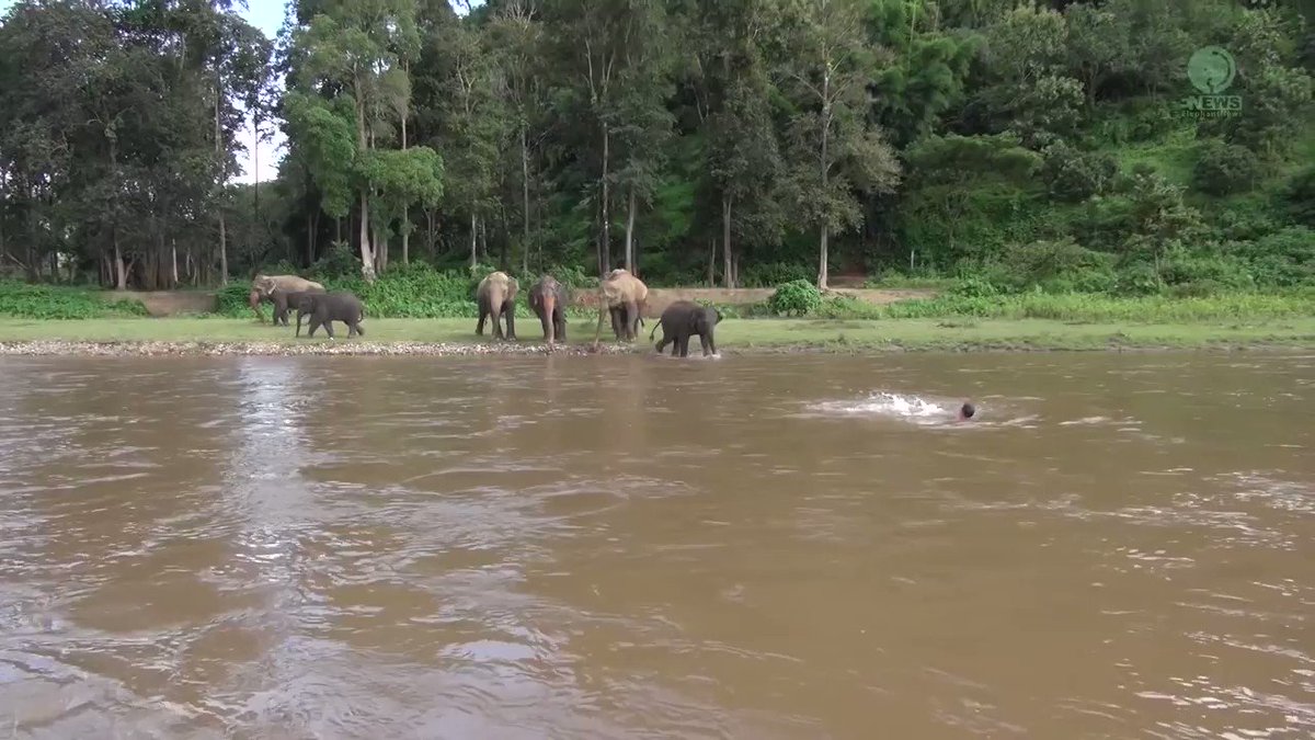 My heart 😭This baby elephant thought he was drowning and rushed to save him ❤️ We really don't deserve them.