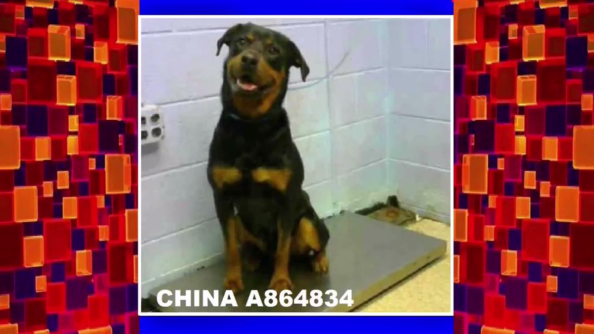 JayneMarie007 (@JayneMarie007) on Twitter photo 2019-09-14 21:26:17 CRITICAL NOW⚠️🆘FULTON COUNTY ANIMAL SERVICES #GEORGIA🆘COULD BE KILLED TODAY, I MIGHT NOT SEE TOMORROW💥PLS SHARE TILL SAFE! #ADOPT #FOSTER #RESCUE #PLEDGE CHINA #A864834 (F) Sweet Rottie. 860 Marietta Blvd Atlanta,GA 30318 Phone Number: (404) 613-0358 facebook.com/photo.php?fbid… CRITICAL NOW⚠️🆘FULTON COUNTY ANIMAL SERVICES #GEORGIA🆘COULD BE KILLED TODAY, I MIGHT NOT SEE TOMORROW💥PLS SHARE TILL SAFE! #ADOPT #FOSTER #RESCUE #PLEDGE CHINA #A864834 (F) Sweet Rottie. 860 Marietta Blvd Atlanta,GA 30318 Phone Number: (404) 613-0358 facebook.com/photo.php?fbid…