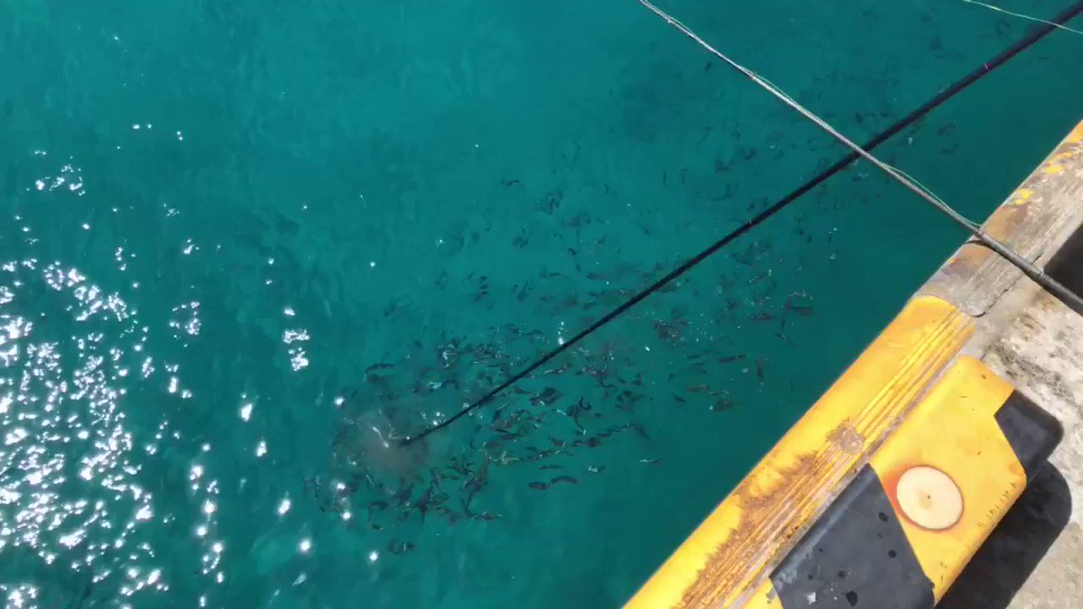 観光客がムロアジ釣りをした結果？地元の人が網で簡単に捕獲してたwww