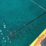 観光客がムロアジ釣りをした結果？地元の人が網で簡単に捕獲してた!