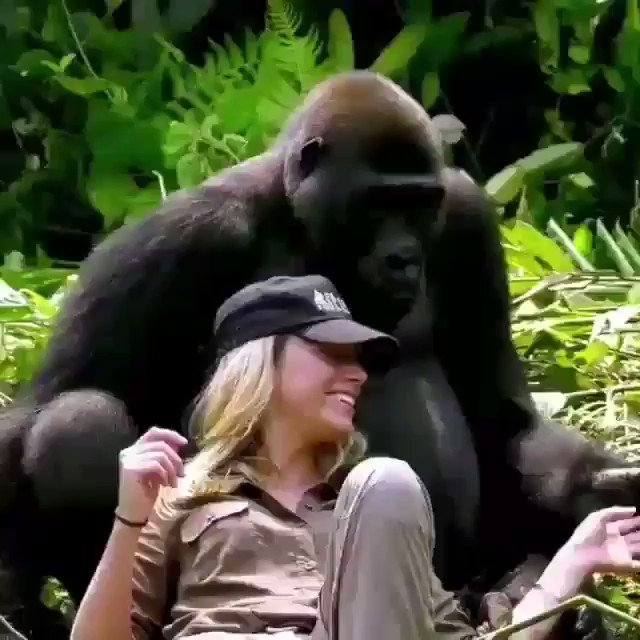 This short video shows how social, gentle and intelligent (and funny) these creatures are.