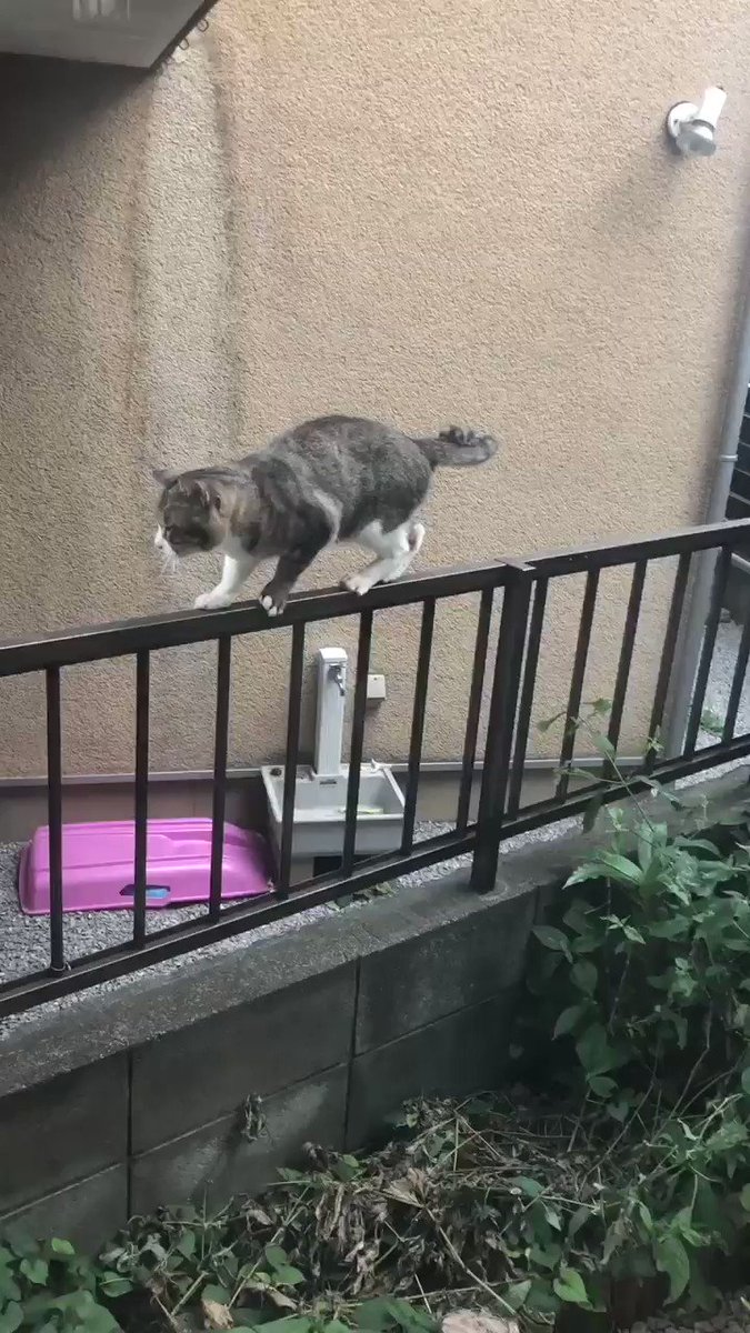 やっとの思いで降りた猫とヒソヒソする3匹の猫
