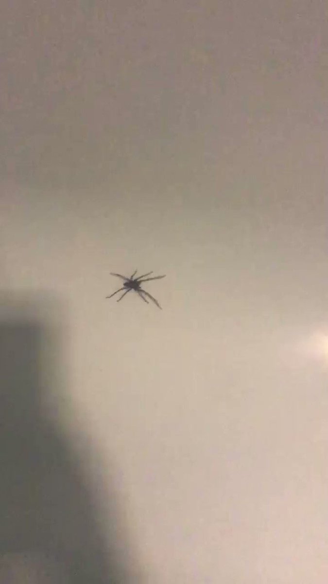 Teacher Glitter (@Teacherglitter) on Twitter photo 15/09/2019 19:28:06 #spider rules with the influx of large besties in the U.K. right now .. #spider rules with the influx of large besties in the U.K. right now ..