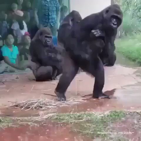 濡れるのが嫌なゴリラwwこれは可愛すぎる