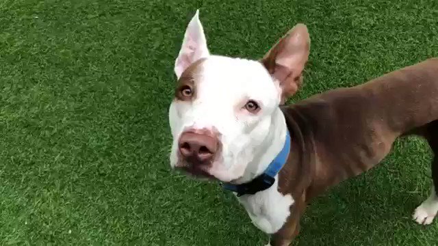 KOBE’S GOOD ON THE LEASH, WANTS YOU TO CUDDLE HIM, RUB HIS EARS. WHY KILL HIM TOMORROW? A 2-year old stray who loves people, sits without being asked, is calm and elegant. Kobe #73618 needs pledges via @TomJumboGrumbo for Rescue/F/A. PLEASE RT KOBE! https://t.co/qrhVAeBkal https://t.co/EeFF1ALP7H