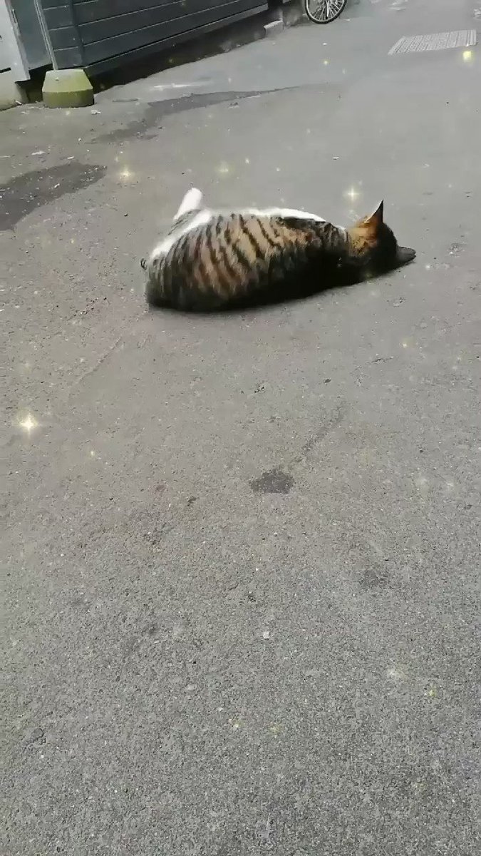 rino🐱🐾 (@rino11112001) on Twitter photo 2019-09-17 05:45:36 コロコロ #地域猫 #cats #CatsOfTwitter #catsmovie #catlover コロコロ #地域猫 #cats #CatsOfTwitter #catsmovie #catlover