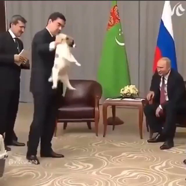 でぃかまい 首根っこを掴まれている犬が痛くないように 高い位置で支え 掴まれていた首元を優しく撫でるこの仕草 本物だ