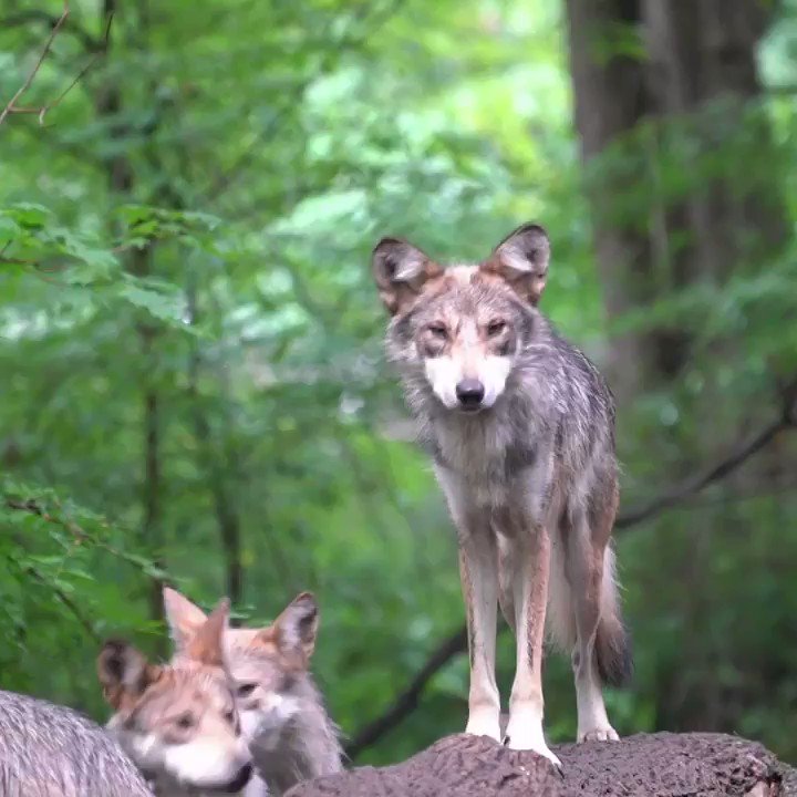 Wolves are graceful. Wolves work together. Be like a wolf 🐺#TuesdayTip