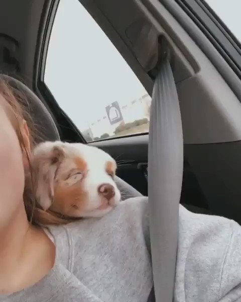 ANDREW ALBERTT (@ANDREW1ALBERTT) on Twitter photo 19/09/2019 13:21:44 “Momma’s shoulders is the comfiest place to nap” “Momma’s shoulders is the comfiest place to nap”